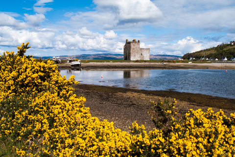 Lochranza Castle sitting overlooking a loch seen through a yellow gorse bush