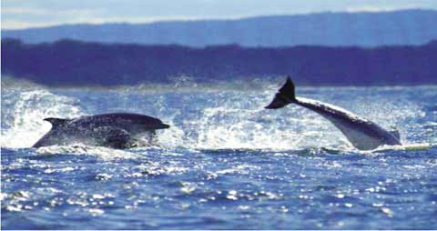 Dolphins breaching in the Moray Firth