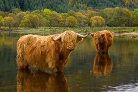 Two Highland Cows enjoying a paddle in a loch