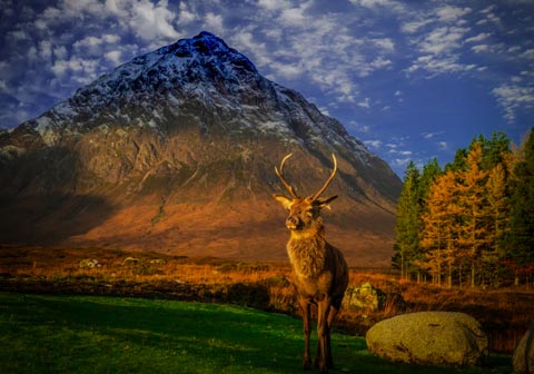 Deer with Buachaille Etive Mor in the background