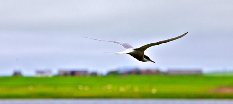 large white low flying bird