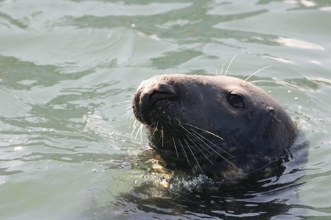 grey seal's head with white whiskers poking out of calm water