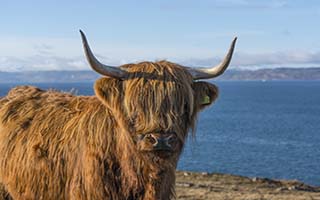 Moray-Coast-Wildlife-and-Whisky
