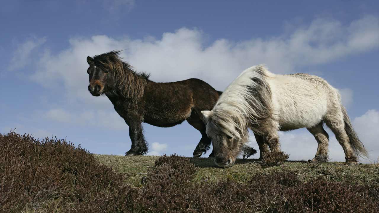 Eriskay Ponies