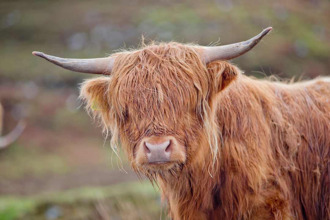 Hairy Coos, Whisky and Highland Views