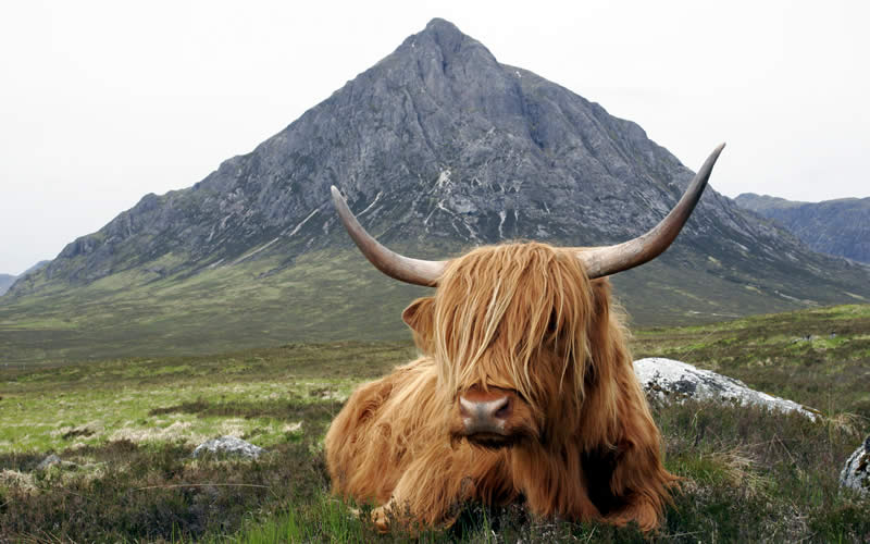 www.scottishtours.co.uk/images/tours/Highland-cow2.jpg