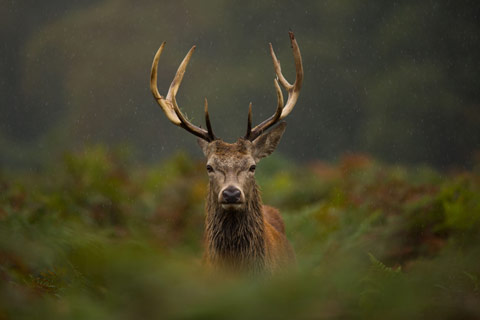 Majestic Red Deer with antlers standing very still surrounded by bracken
