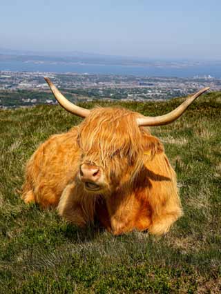 A Highland Cow with Edinburgh in the background