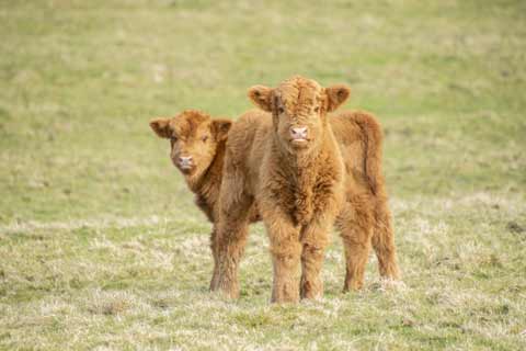 Two calves at Pollok Park, Glasgow