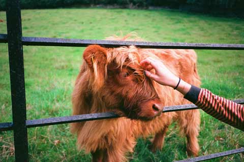 Saying hello to a Hairy Coo calf on a farm visit