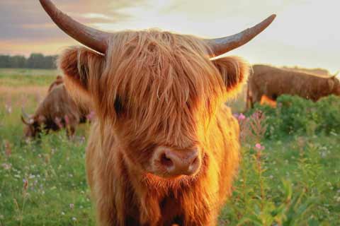 A Hairy Coo in sunset rays