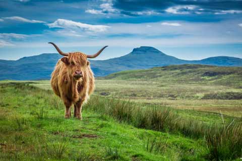 A Hairy Coo grazing on the Isle of Skye