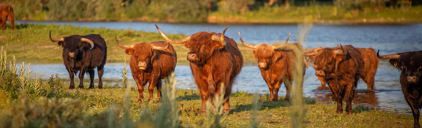 A group of Highland Cattle 