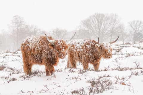 Two Hairy Coos in Baltic conditions