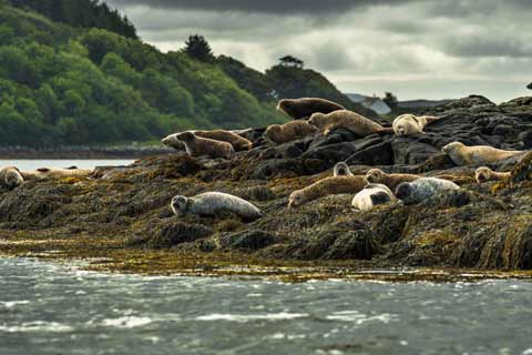 Seals at Dunvegan