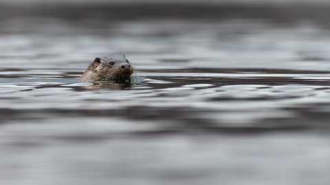 An otter swimming in waters off the Isle of Mull