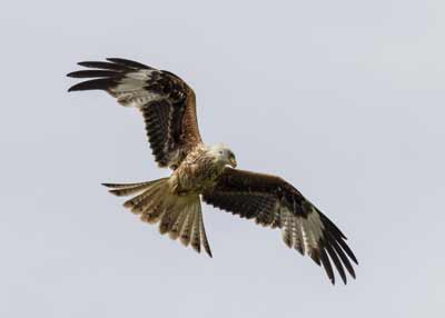 A Red Kite in flight