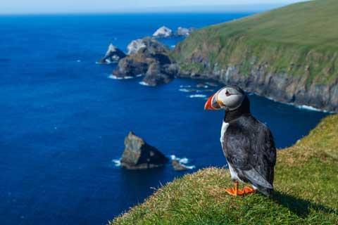 A Puffin on the cliffs at Hermaness