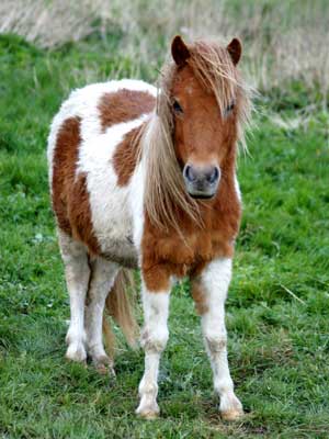 A Shetland Pony