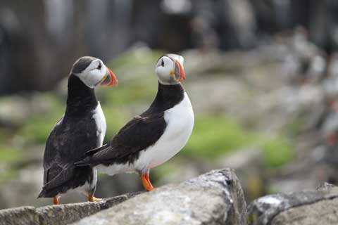 Puffins on the Isle of May