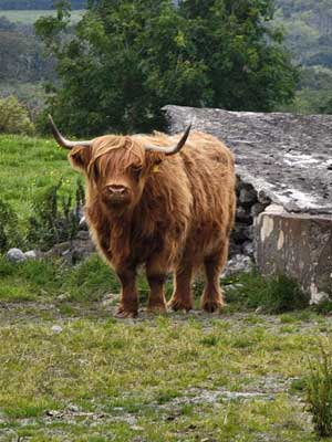Say hello to a friendly "Hairy Coo"