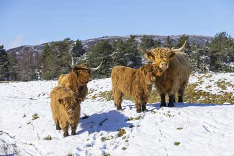 Meet some friendly Hairy Coos