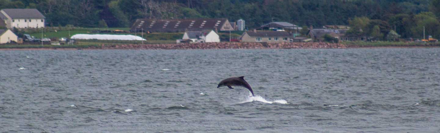 A dolphin breaching in the Moray Firth.