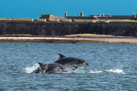 Dolphins in the Moray Firth with Fort George in the background