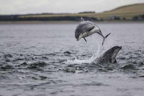 Dolphins leap out of the waters of the Moray Firth