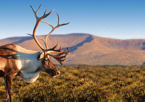 The head of a reindeer with the Cairngorm Mountains in the background