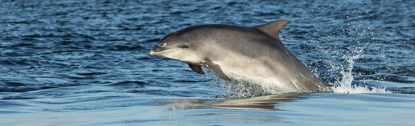 Dolphin in the Moray Firth