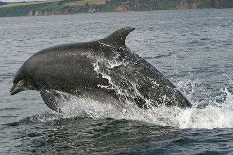 A fast-swimming dolphin rises out of the water of the Moray Firth