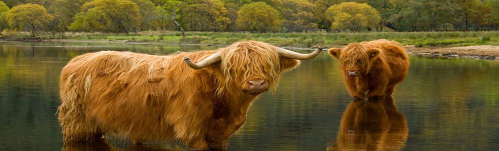 Two golden-coloured Highland Cows enjoy a paddle in a loch