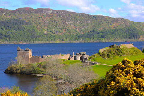 Urquhart Castle overlooking the bright blue water of Loch Ness with bright yellow gorse in the foreground