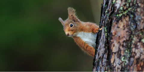 A red squirrel saying hello