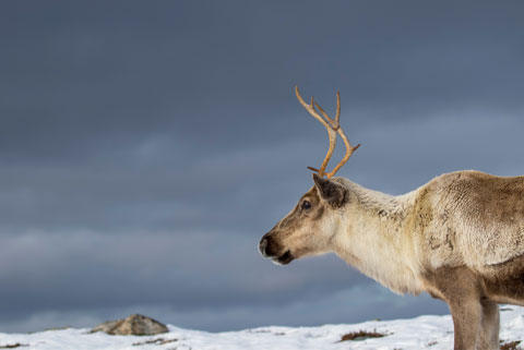 Reindeer