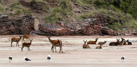 Deer on a beach on Rhum