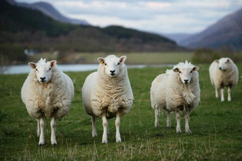 Highland Sheep