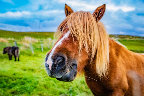 Friendly Shetland Pony
