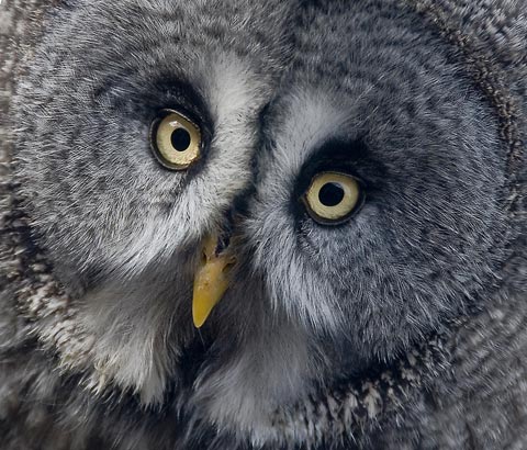 Owl close-up
