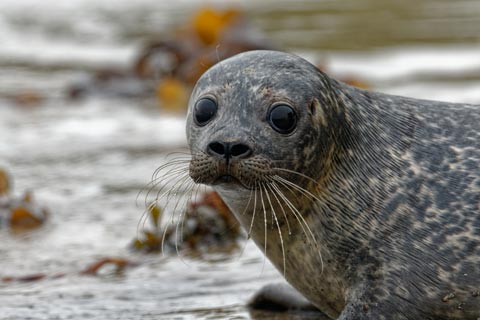 Harbour Seal