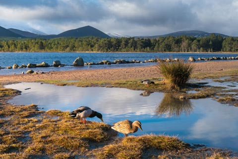 Loch Morlich