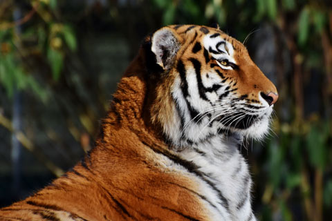 Close up head and shoulder shot of a tiger