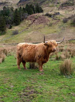 A "Hairy Coo" in the Scottish Highlands