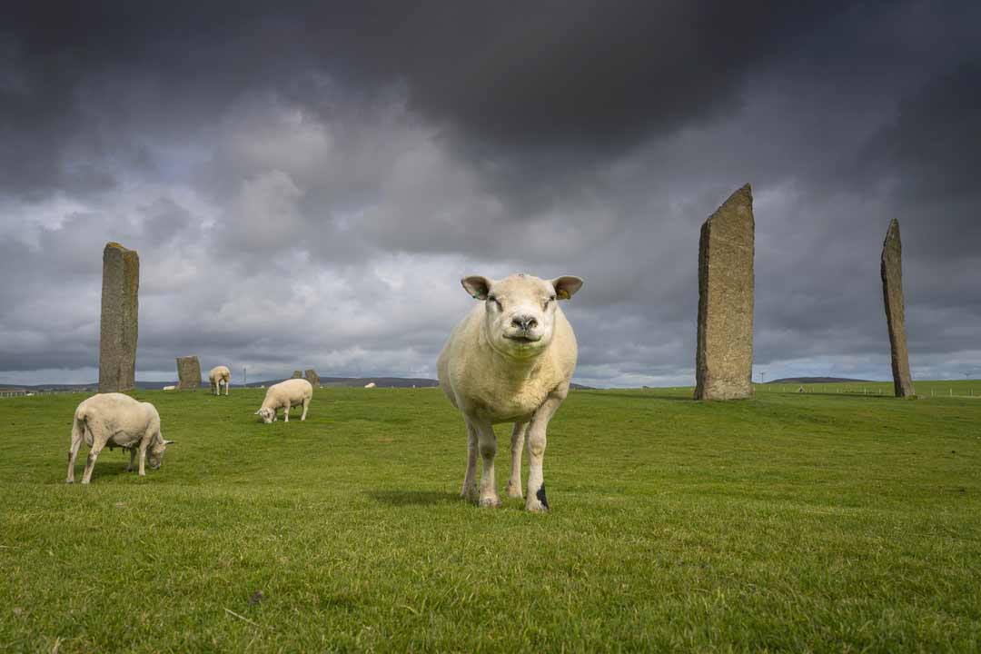 Highlights of Orkney and Shetland