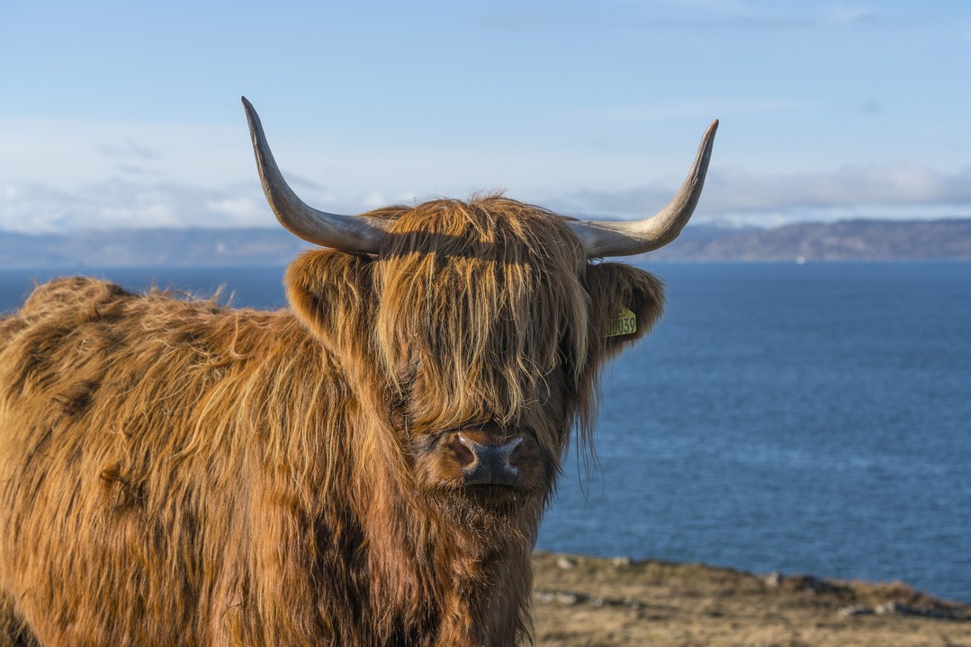 Hairy Coo