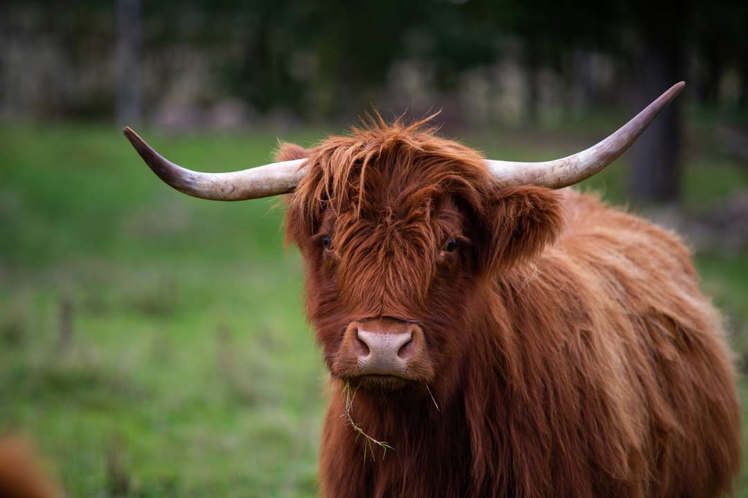 Hairy Coo
