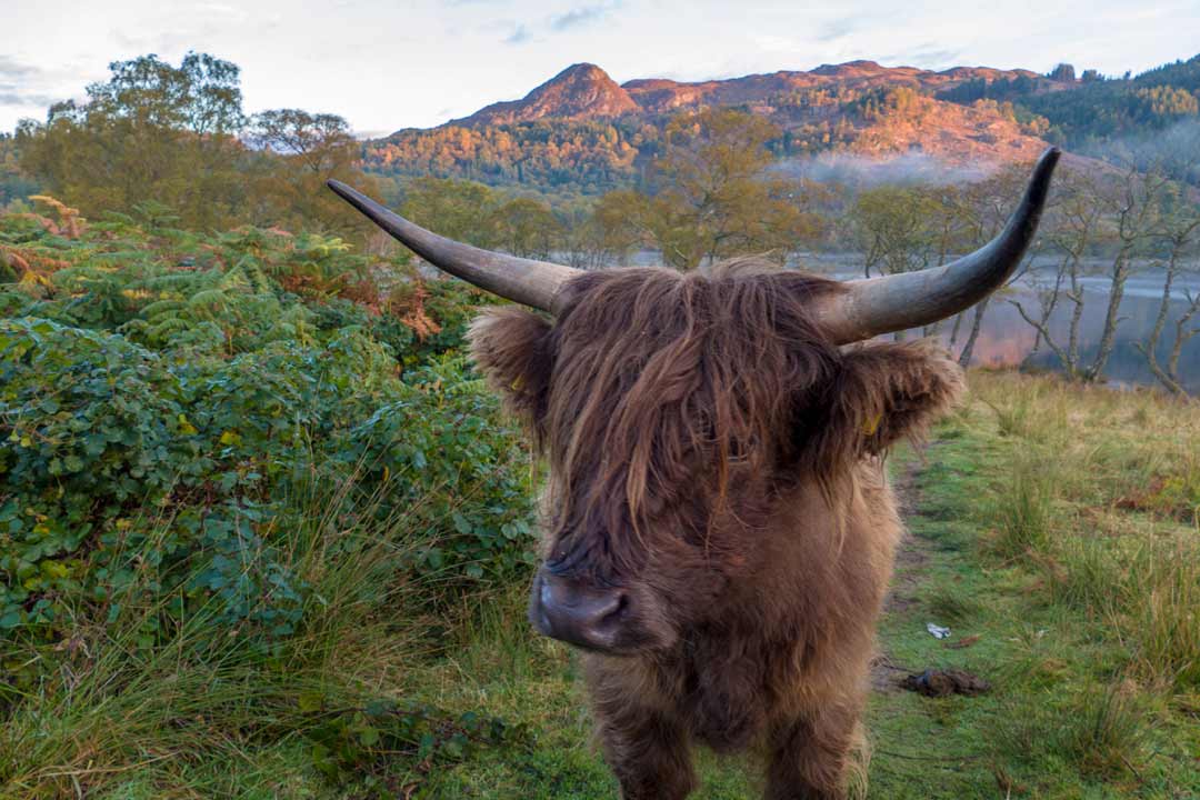 Hairy Coo