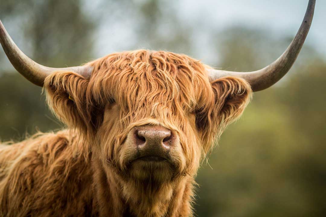 Hairy Coo