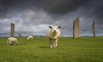 Highlights of Orkney and Shetland